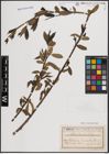 Foto von Salix fragilis L.